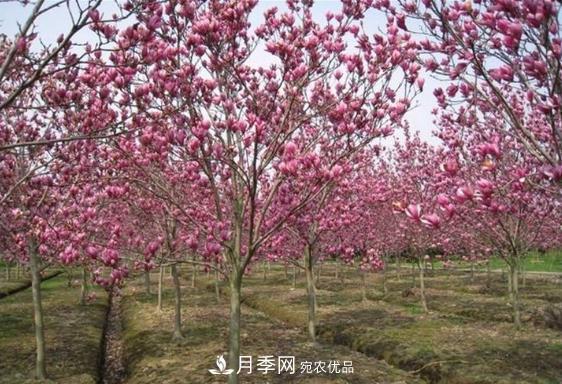 南召縣皇后鄉(xiāng)念好玉蘭花卉苗木財富經(jīng)(圖3)