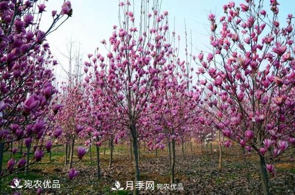 南召縣皇后鄉(xiāng)念好玉蘭花卉苗木財富經(jīng)(圖2)