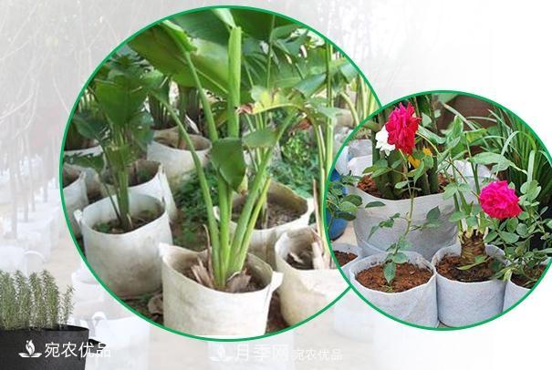 南陽(yáng)月季苗木花卉美植袋植樹(shù)袋廠家批發(fā)價(jià)(圖1)