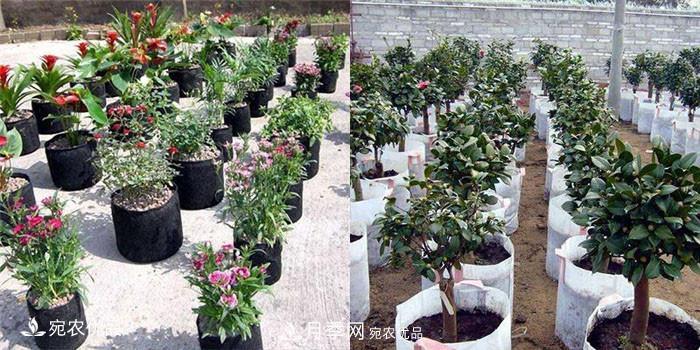 南陽(yáng)月季苗木花卉美植袋植樹(shù)袋廠家批發(fā)價(jià)(圖2)