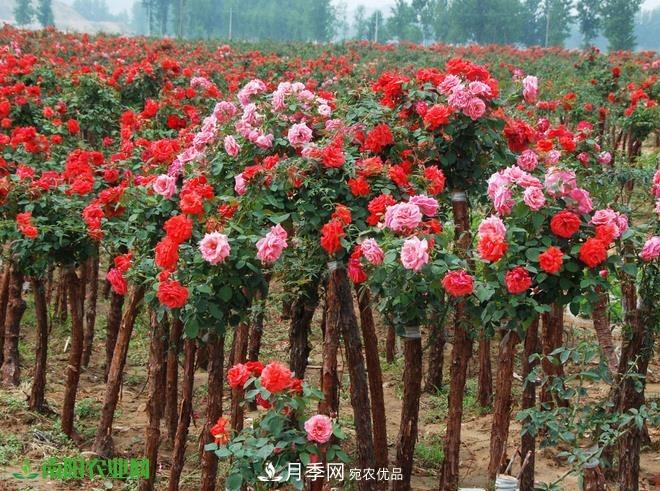 疫情之后2020年的苗木花卉行情將有什么變化？淺談建議(圖3)