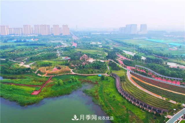 山東濟南的后花園，童話般月季花王國，300畝900個品種月季花盛放(圖4)