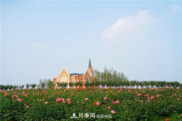 山東濟南的后花園，童話般月季花王國，300畝900個品種月季花盛放(圖2)