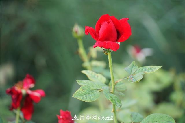 山東濟南的后花園，童話般月季花王國，300畝900個品種月季花盛放(圖7)