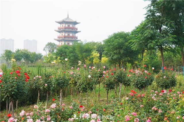 山東濟南的后花園，童話般月季花王國，300畝900個品種月季花盛放(圖5)