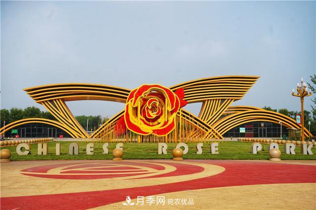 山東濟南的后花園，童話般月季花王國，300畝900個品種月季花盛放(圖10)