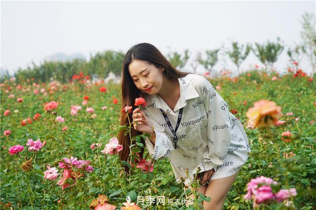 山東濟南的后花園，童話般月季花王國，300畝900個品種月季花盛放(圖8)