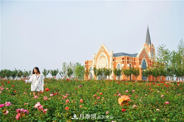 山東濟南的后花園，童話般月季花王國，300畝900個品種月季花盛放(圖6)