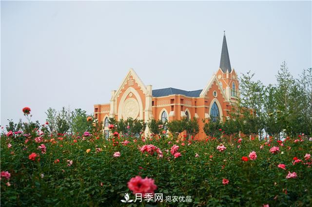 山東濟南的后花園，童話般月季花王國，300畝900個品種月季花盛放(圖11)