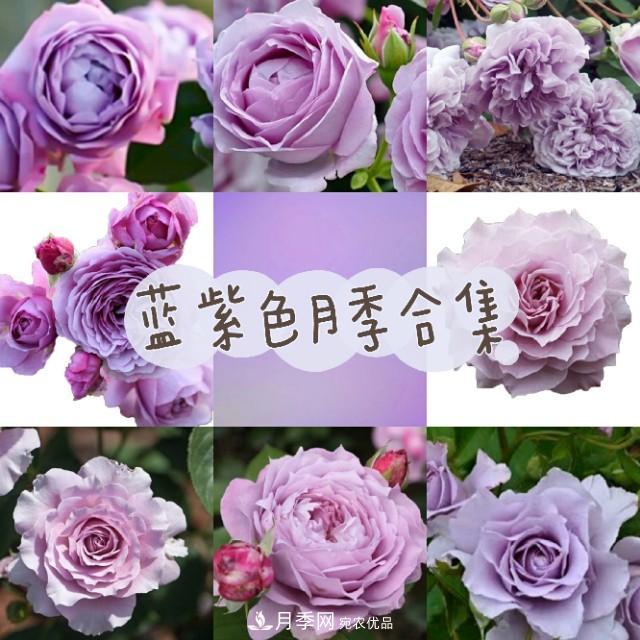 熱門的藍紫色月季品種盤點，你喜歡哪一款呢？(圖1)