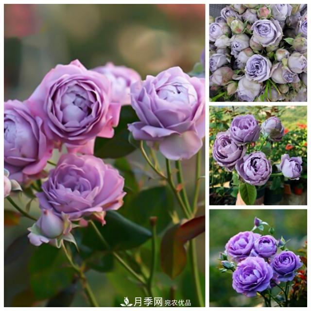 熱門的藍紫色月季品種盤點，你喜歡哪一款呢？(圖4)