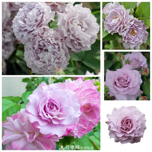 熱門的藍紫色月季品種盤點，你喜歡哪一款呢？(圖9)