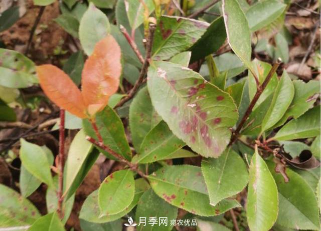 雨季石楠苗木葉斑病盛行，園林人注意防治(圖1)