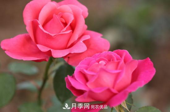 為什么南陽月季老根便宜？(圖1)