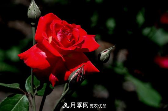 為什么南陽月季老根便宜？(圖2)