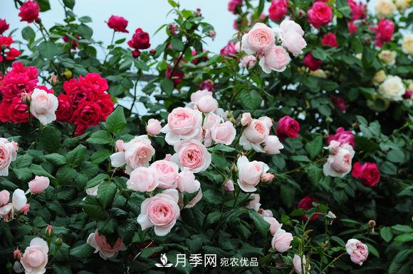 耐熱月季，廣東適合種什么月季？(圖1)
