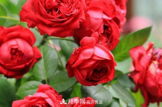 耐熱月季，廣東適合種什么月季？(圖4)
