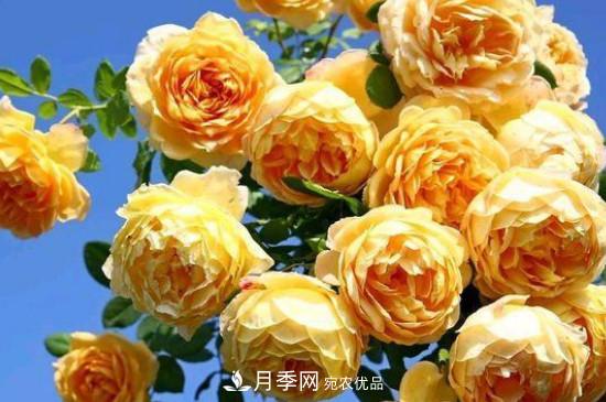 黃月季有哪些品種？(圖4)