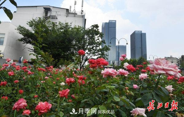 烈日下，武漢城區(qū)月季盛情開放(圖集)(圖4)