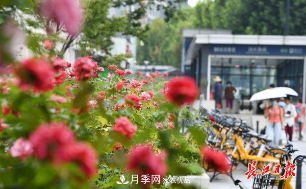 烈日下，武漢城區(qū)月季盛情開放(圖集)(圖2)
