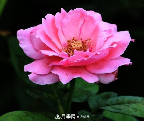 烈日下，武漢城區(qū)月季盛情開放(圖集)(圖3)
