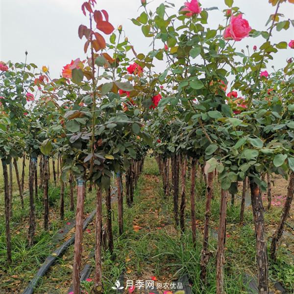 3-5分工程月季樹(shù)批發(fā)就來(lái)這樣的月季基地，量大品優(yōu)(圖2)