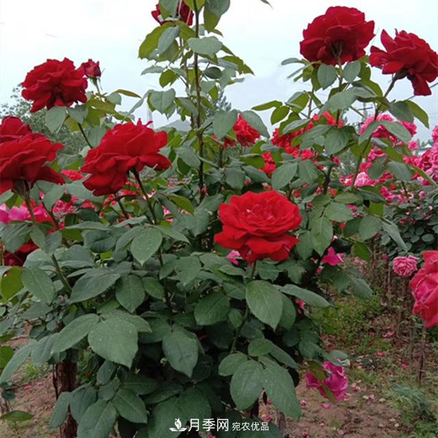 南陽樹狀月季批發(fā)基地，規(guī)模大，品質(zhì)好，成活率高(圖3)