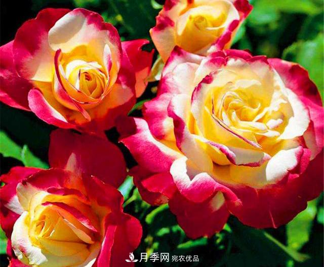 香水月季紅雙喜，學(xué)會5個要點(diǎn)，花朵又大又香(圖2)