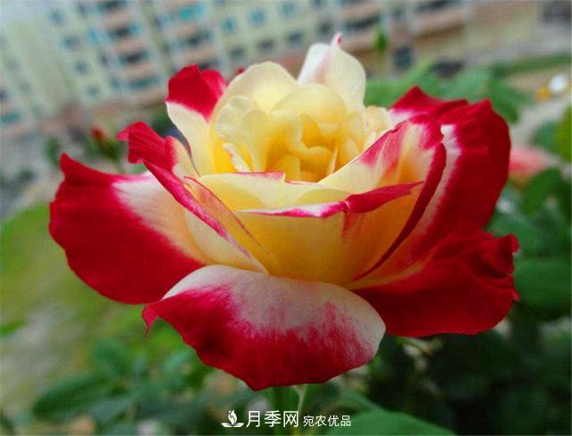 香水月季紅雙喜，學(xué)會5個要點(diǎn)，花朵又大又香(圖1)