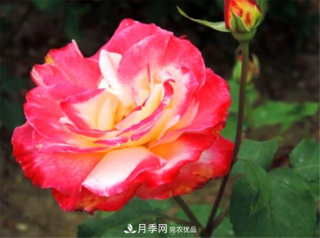 香水月季紅雙喜，學(xué)會5個要點(diǎn)，花朵又大又香(圖3)