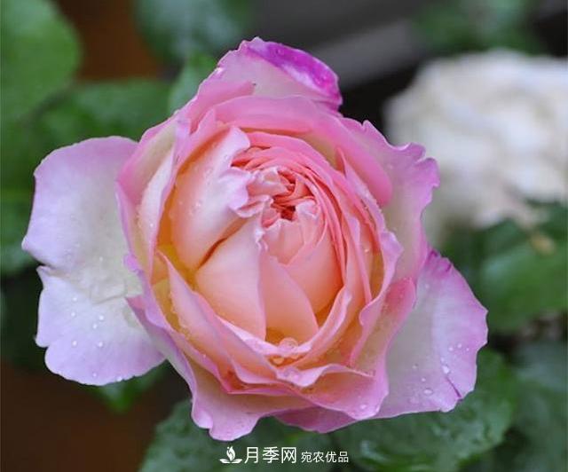 破曉月季會變色，三天一變身，糖果色花瓣溫婉可人(圖1)