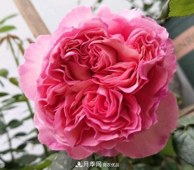 破曉月季會變色，三天一變身，糖果色花瓣溫婉可人(圖2)