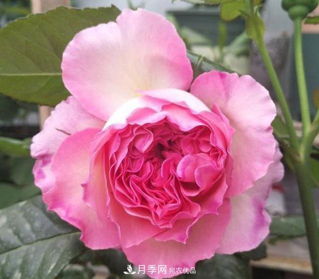 破曉月季會變色，三天一變身，糖果色花瓣溫婉可人(圖3)