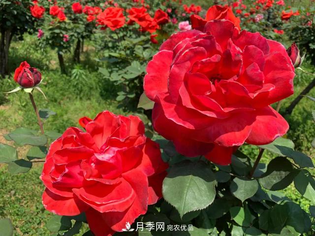 湖北黃石這個(gè)地方2000棵月季花怒放…(圖2)