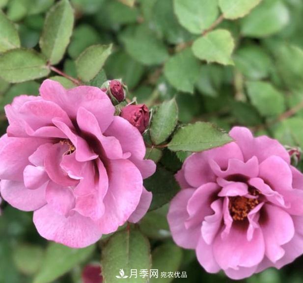 8款巴比倫眼睛月季，花型獨特還有好聞的香味(圖4)
