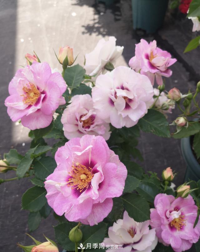 8款巴比倫眼睛月季，花型獨特還有好聞的香味(圖2)