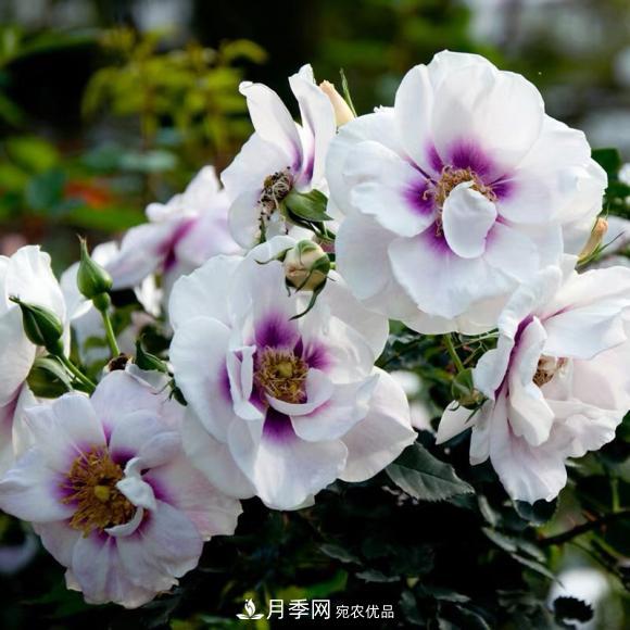 8款巴比倫眼睛月季，花型獨特還有好聞的香味(圖1)