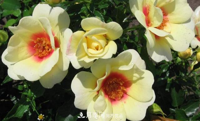 8款巴比倫眼睛月季，花型獨特還有好聞的香味(圖9)