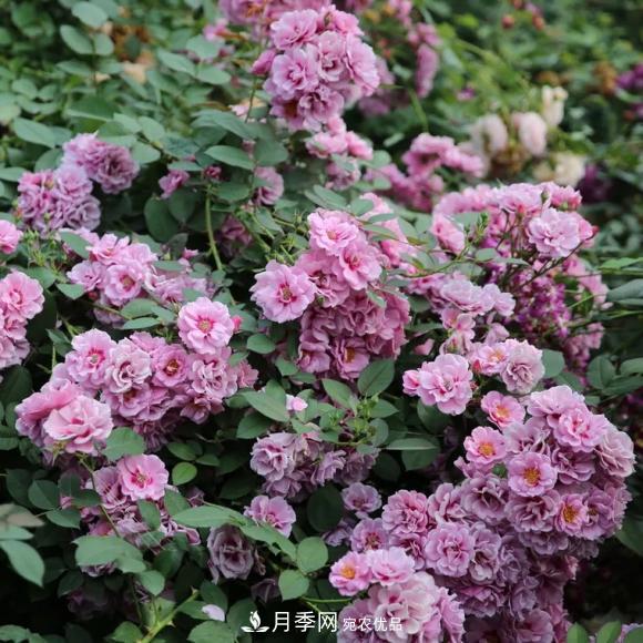 8款巴比倫眼睛月季，花型獨特還有好聞的香味(圖5)