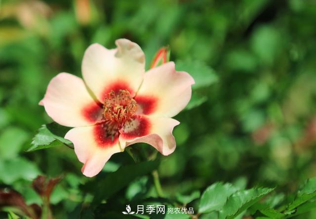 8款巴比倫眼睛月季，花型獨特還有好聞的香味(圖6)