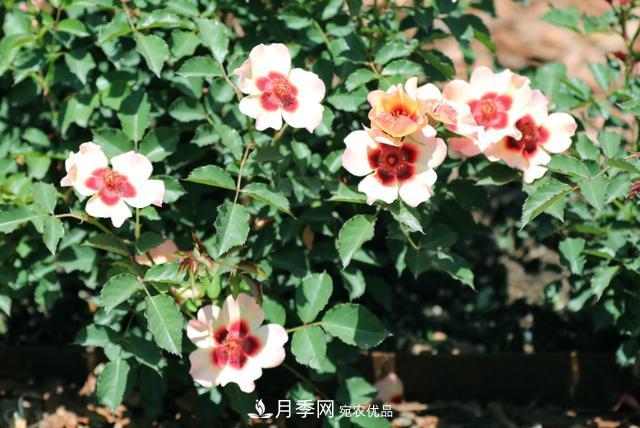 8款巴比倫眼睛月季，花型獨特還有好聞的香味(圖7)