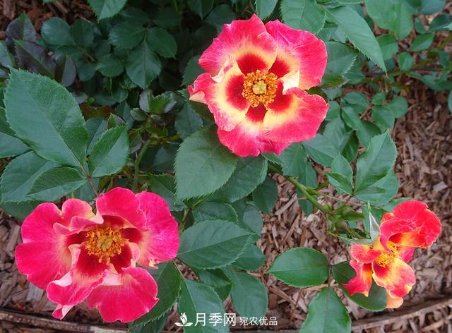 8款巴比倫眼睛月季，花型獨特還有好聞的香味(圖11)