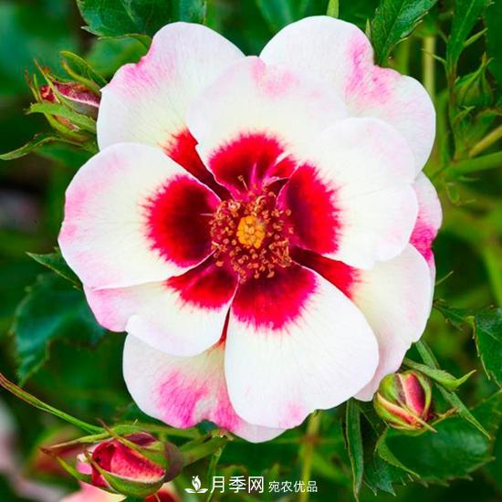 8款巴比倫眼睛月季，花型獨特還有好聞的香味(圖15)