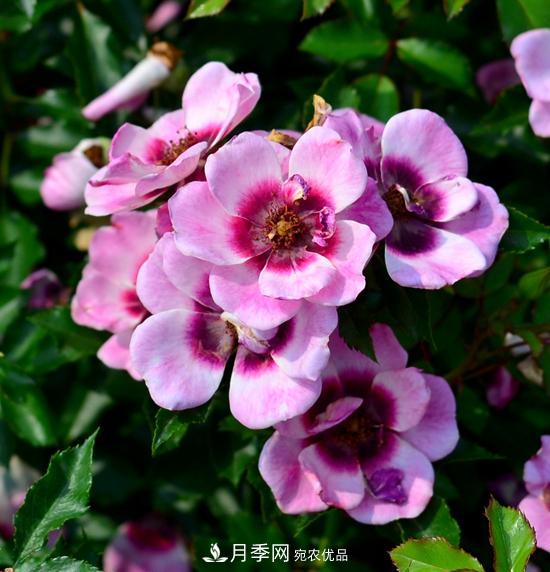 8款巴比倫眼睛月季，花型獨特還有好聞的香味(圖14)