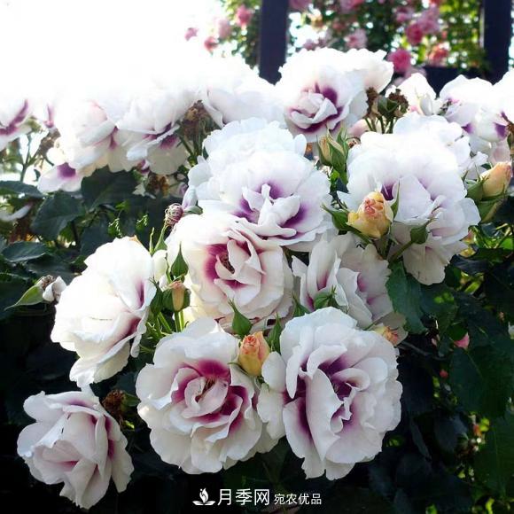 8款巴比倫眼睛月季，花型獨特還有好聞的香味(圖12)