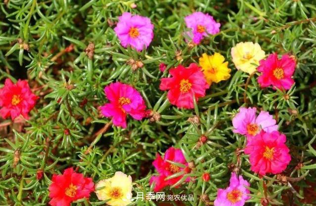 8月，不要再買這3種花，賞花時間短，很不劃算(圖1)