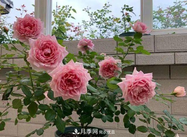 七月炎熱盆栽月季的葉片大量脫落，“煉苗”可抵抗酷暑！(圖1)