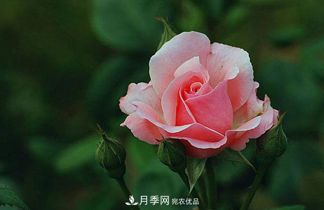 月季花春季萌芽，老葉片“何去何從”？處理得當(dāng)，開(kāi)花才會(huì)滿枝頭(圖1)