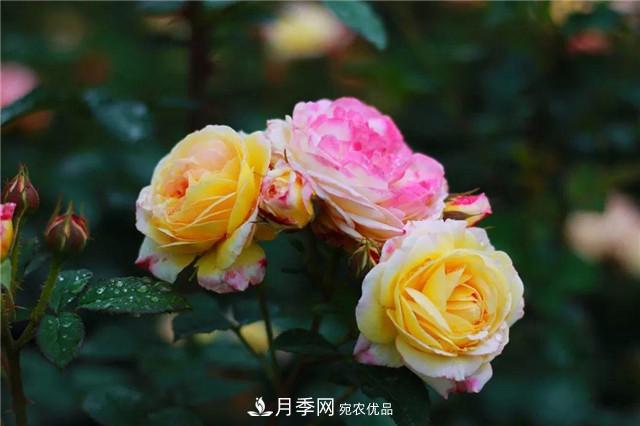 南方花友，您的月季打頂摘心了嗎？明年開得才更猛(圖1)
