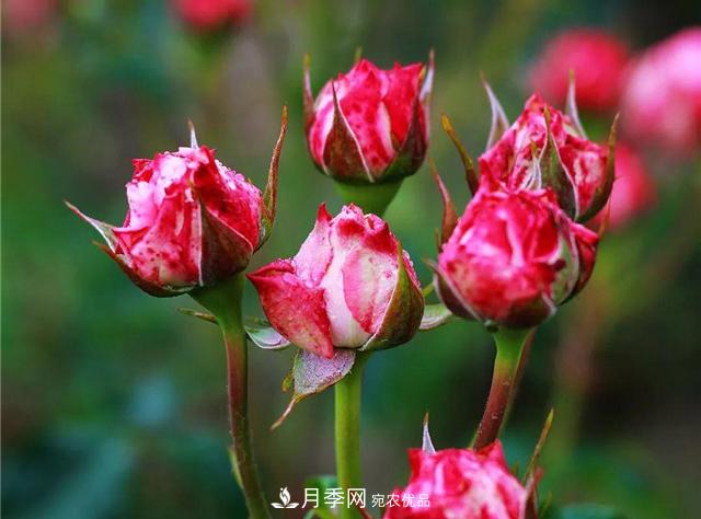 南方花友，您的月季打頂摘心了嗎？明年開得才更猛(圖2)